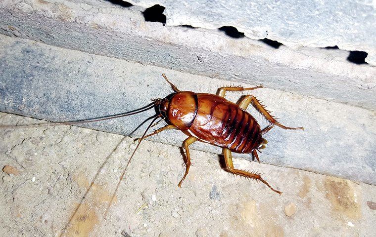 cockroach crawling on the ground