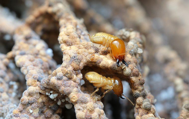termite on a termite pile